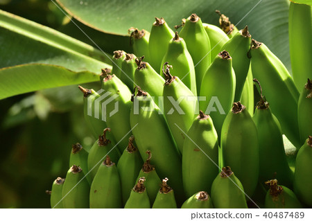 香蕉樹 香蕉樹 40487489