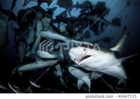 A group of sharks 40487515
