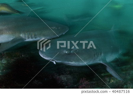 Shark in Chiba 40487516