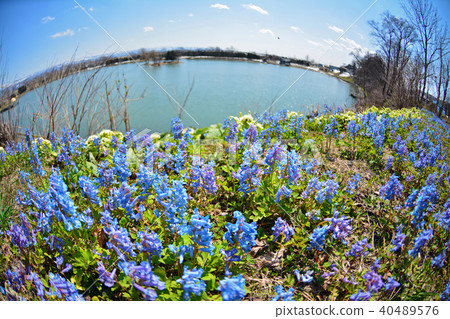 Ezoengosaku和池塘 40489576