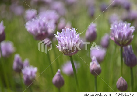 Chive flowers Chive flowers 40491170