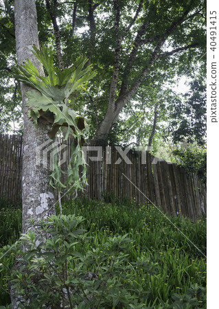 Polypodium polycarp fern on the tree in the garden Polypodium polycarp fern on the tree in the garden 40491415