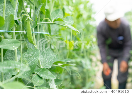 豆收穫農民農業TPP蔬菜收穫野外工作 40491610