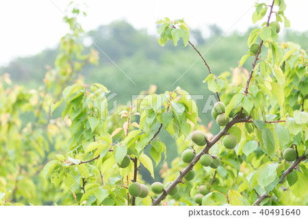 我不知道詳細類型Ome Shinkansen青梅山青梅加字符空間 40491640