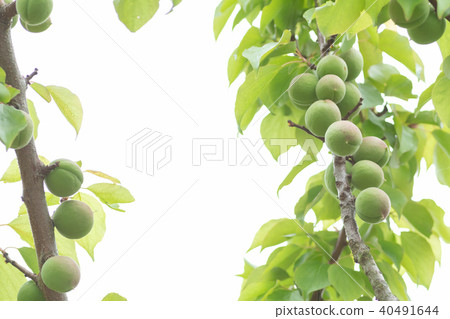 我不知道詳細類型Ome Shinkansen青梅山青梅加字符空間 40491644