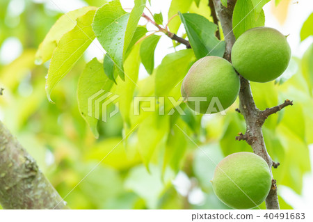 I do not know the type in detail Ome Shinkansen Ome mountain Ome plus character space I do not know the type in detail Ome Shinkansen Ome mountain Ome plus character space 40491683