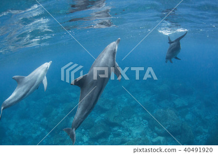 Dolphin Dolphin 40491920