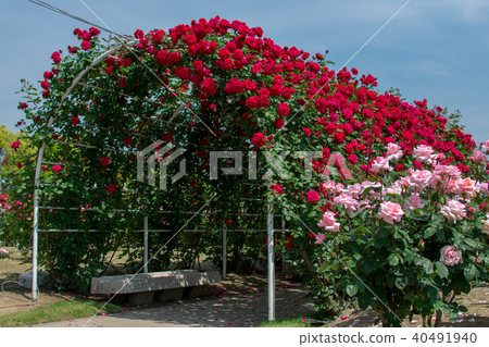 Rose of Fukuyama rose park 40491940