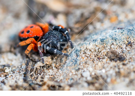Ladybird spider or Eresus kollari close Ladybird spider or Eresus kollari close 40492118