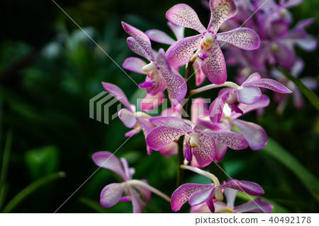 Orchid Flower Orchid Flower 40492178