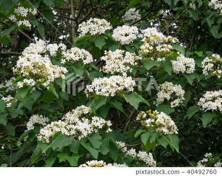 桐花 桐花 40492760