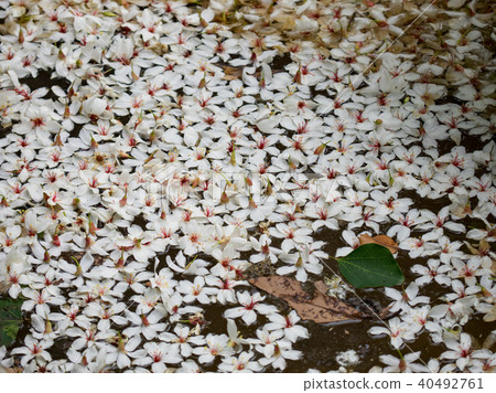 桐花 40492761