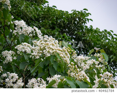 Tung flower Tung flower 40492784