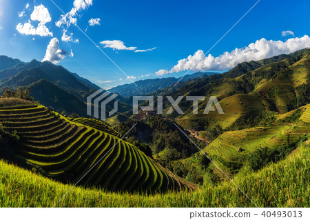 cang, fields, landscape 40493013