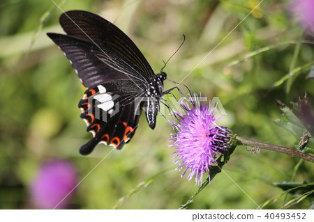 Monk Swallowtail and Nosy 40493452