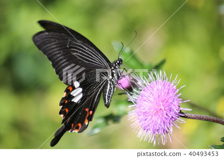 Monk Swallowtail and Nosy 40493453