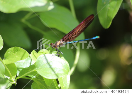 Miyama Kawatombo Miyama Kawatombo 40493454