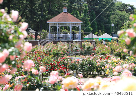 Shishima Park玫瑰園 40493511