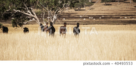 Australian horses in the paddock 40493553