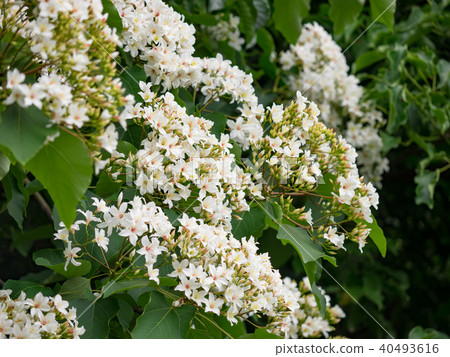 Tung flower 40493616