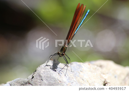 Miyama Kawatombo Miyama Kawatombo 40493917