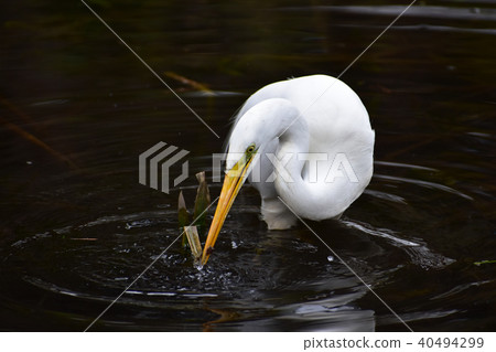 The moment that the Great White Heron caught a prey 40494299