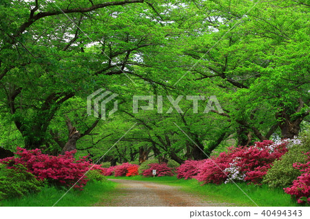 櫻花樹杜鵑花 櫻花樹杜鵑花 40494343