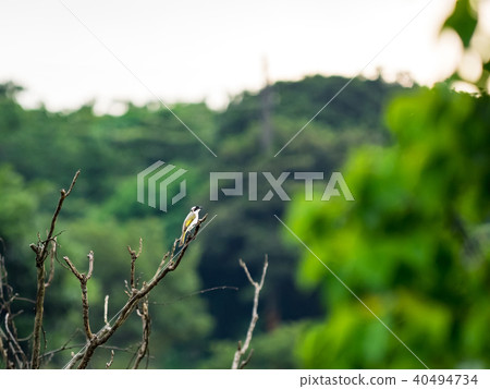 Bird on the branch Bird on the branch 40494734