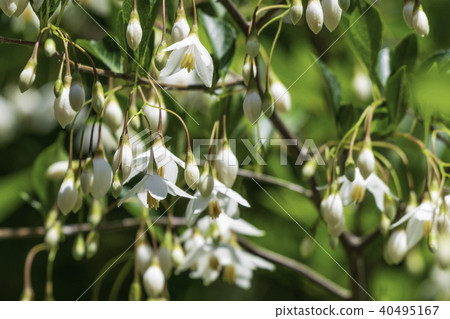 安息香花　 40495167