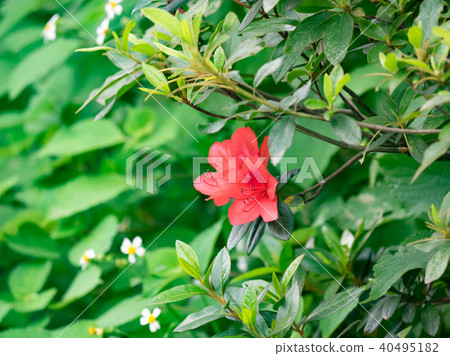 路邊的花草 40495182