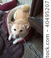 A dog 40495207