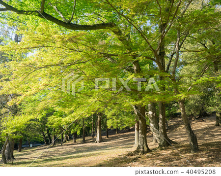 Nara Park 40495208
