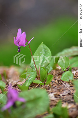 Lovely catakli flower Lovely catakli flower 40495212