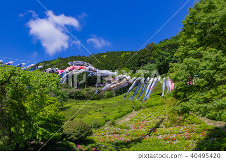 A carp streamer at Himenosawa Park in Atami City, Shizuoka Prefecture 40495420