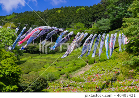 A carp streamer at Himenosawa Park in Atami City, Shizuoka Prefecture 40495421