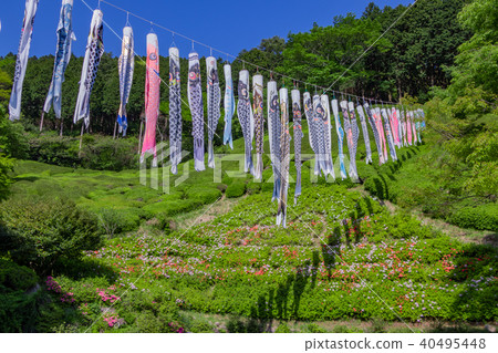 A carp streamer at Himenosawa Park in Atami City, Shizuoka Prefecture A carp streamer at Himenosawa Park in Atami City, Shizuoka Prefecture 40495448