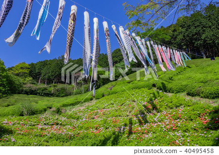 靜岡縣熱海市Himenosawa公園的鯉魚旗 40495458