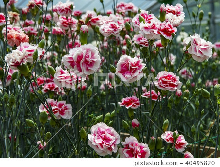 Carnation Carnation 40495820