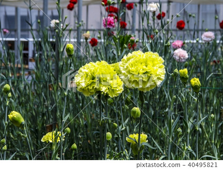 Carnation Carnation 40495821