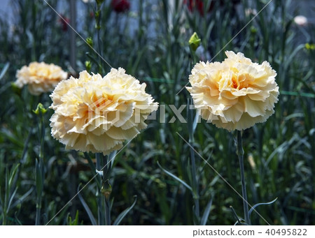 Carnation Carnation 40495822