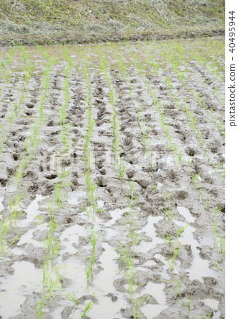 Paddy field planting 40495944