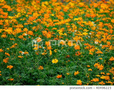 Flower field Flower field 40496223