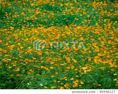 Flower field Flower field 40496227