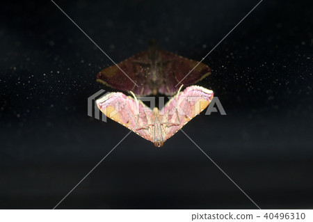 Kiberito Garimaga 40496310