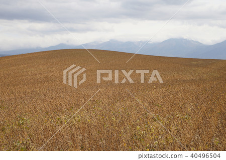 大豆 大豆 40496504