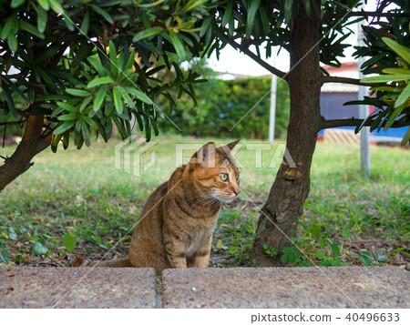 野貓 40496633