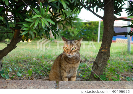 野貓 40496635
