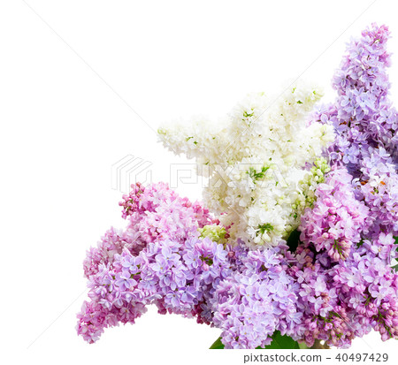 Fresh lilac flowers Fresh lilac flowers 40497429