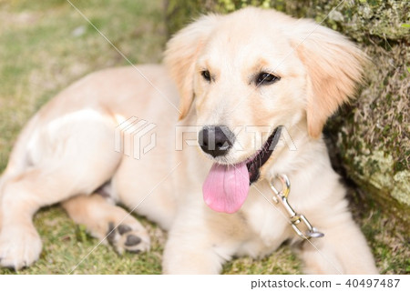 Dog Dog 40497487