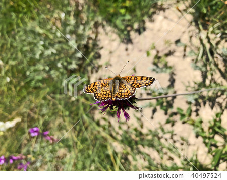Melitaea athalia Melitaea athalia 40497524